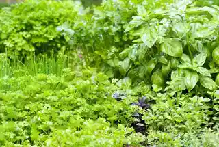 Herbal Garden at Wadhwa The Haven